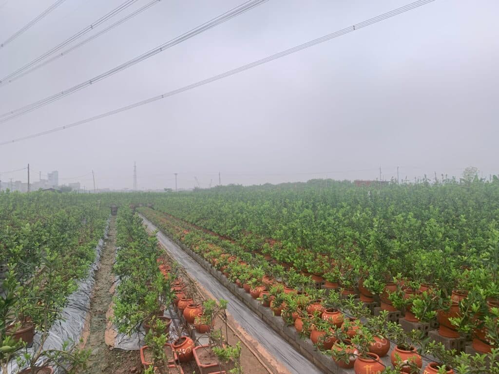 Cây ăn quả và nhà vườn sử dụng màng phủ nông nghiệp