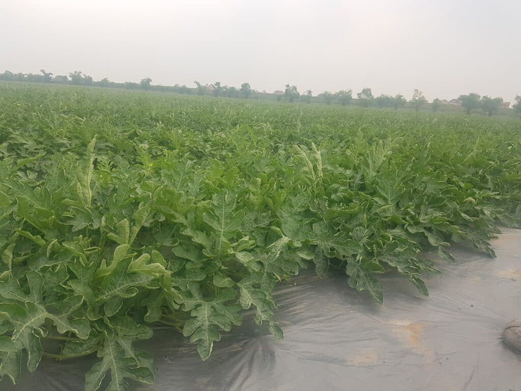 Cánh đồng dưa hấu phủ màng chống cỏ dại
