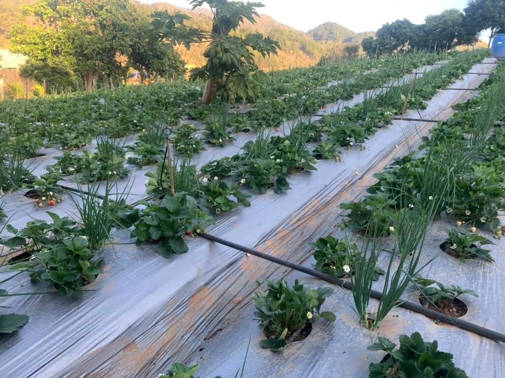 Dâu tây và rau màu phát triển trên luống phủ màng nông nghiệp