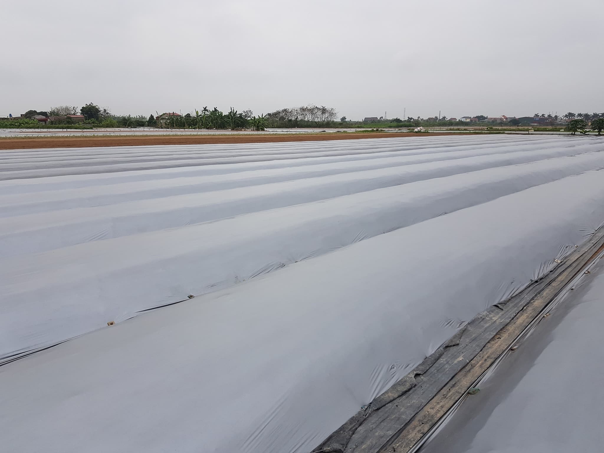 Khu ruộng quy mô lớn được phủ màng nông nghiệp